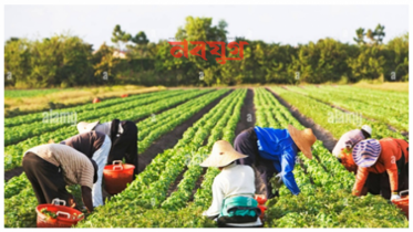 যুক্তরাষ্ট্রে কৃষি শ্রমিকদের আবেদন প্রক্রিয়া সহজ হচ্ছে