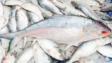 ইলিশ ধরা ও বিক্রি বন্ধ, ভারতে যাচ্ছে ৪ হাজার টন